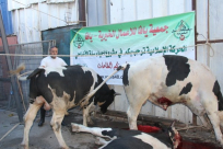بالفيديو: إنطلاق مشروع إحياء سنة الأضاحي في مدينة يافا للعام الثاني عشر على التوالي